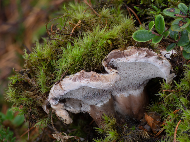 Bankera fuligineoalba